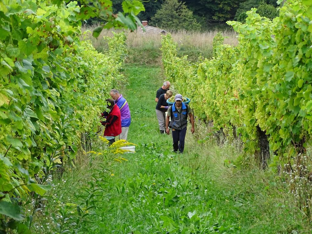 Farm Stay Frank Ozmec Wine And Glamping Estate Лютомер Екстериор снимка