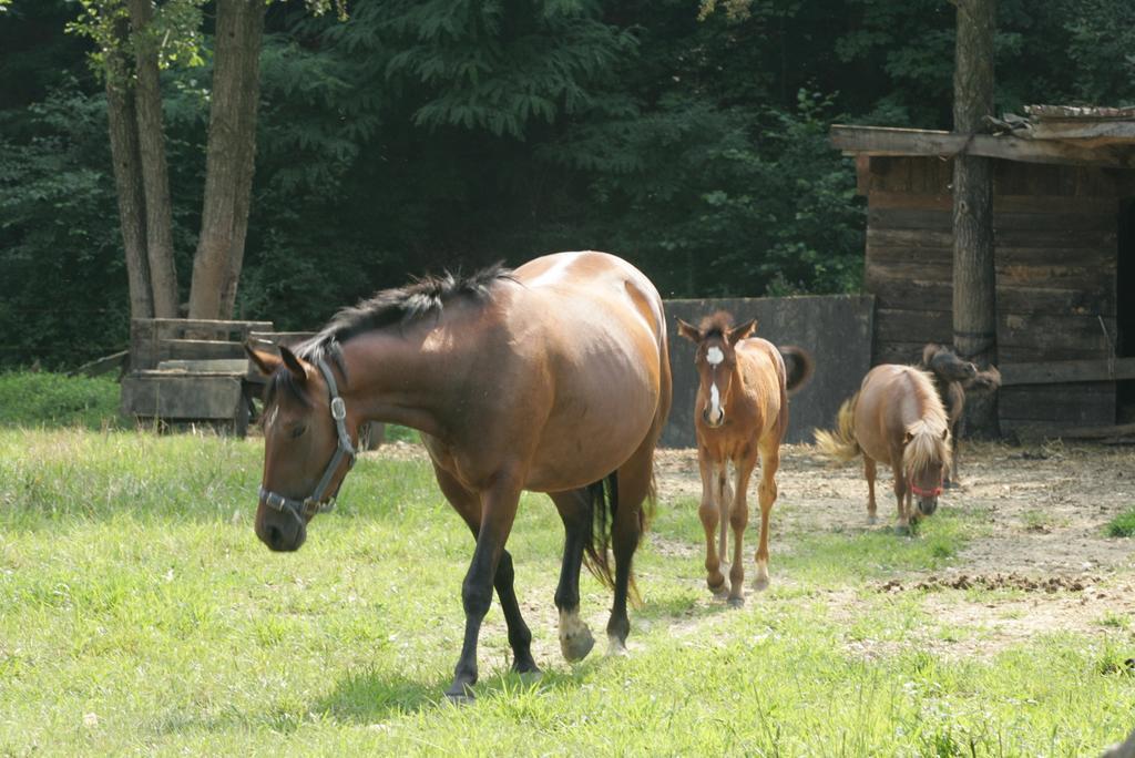 Farm Stay Frank Ozmec Wine And Glamping Estate Лютомер Екстериор снимка